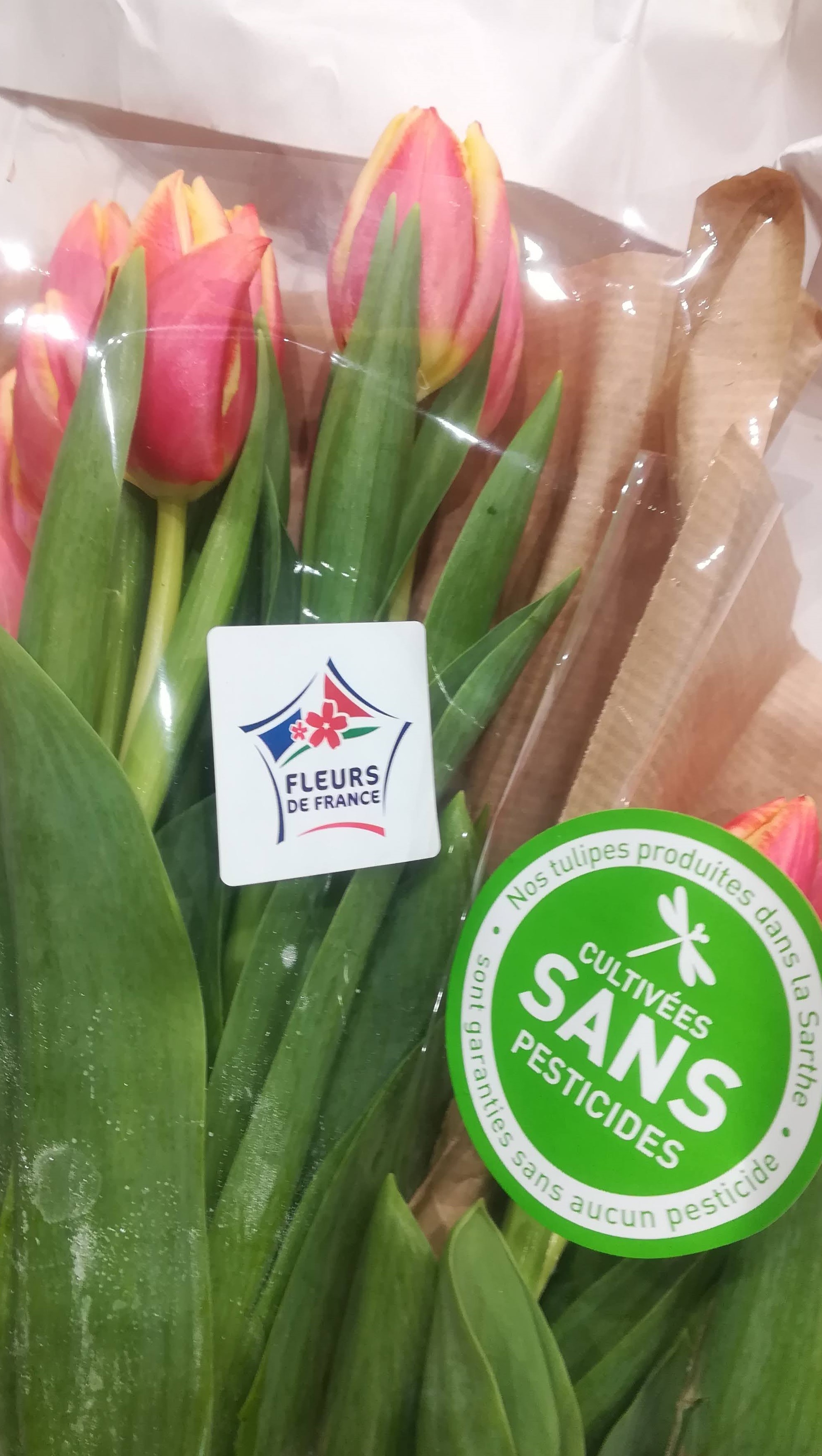 tulipe-fleurs-de-france-sans-pesticides