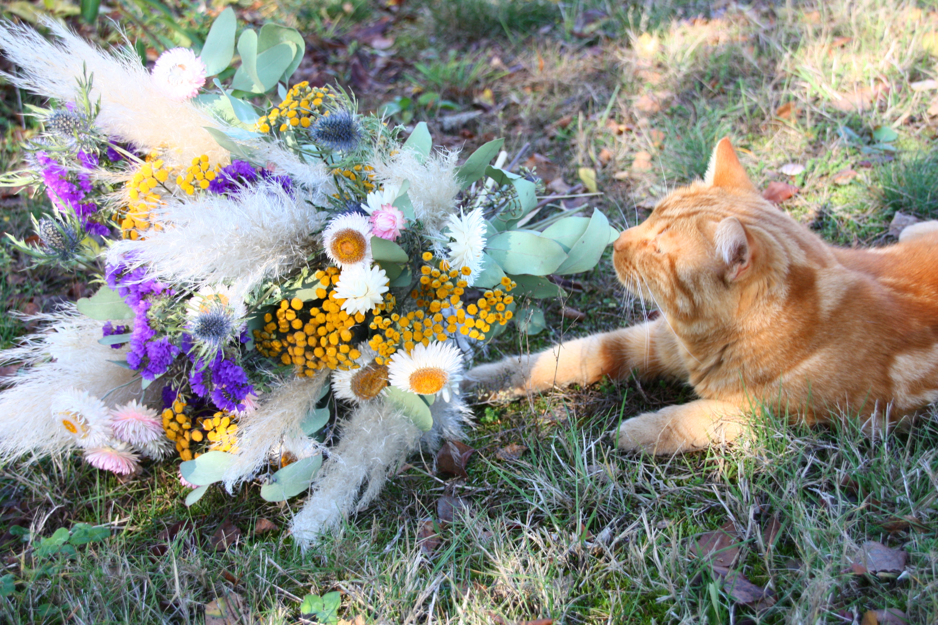 un-chat-et-des-fleurs